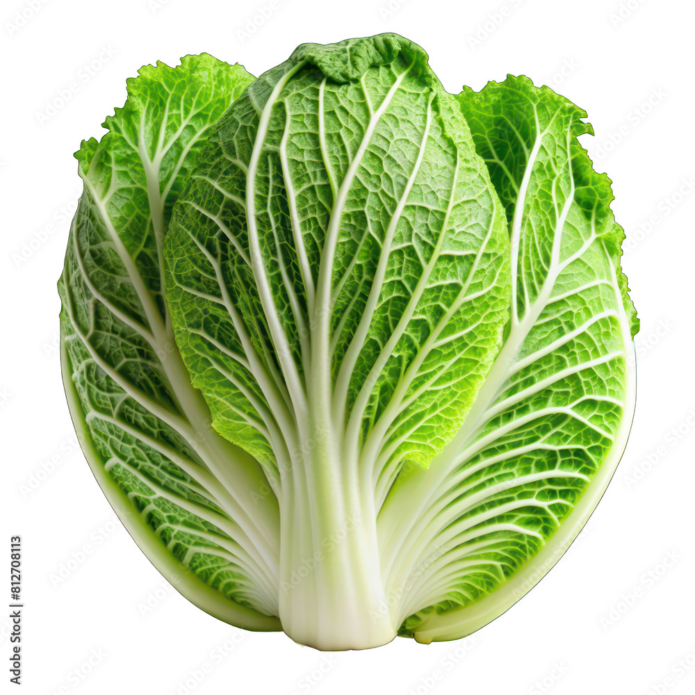 Plump Chinese cabbage, sweet and crispy, is popular with consumers. Can be used both as fresh vegetables Boiled vegetables for various types of cooking Plump Chinese cabbage, sweet and crispy, is popular with consumers. Can be used both as fresh vegetables Boiled vegetables for various types of cooking