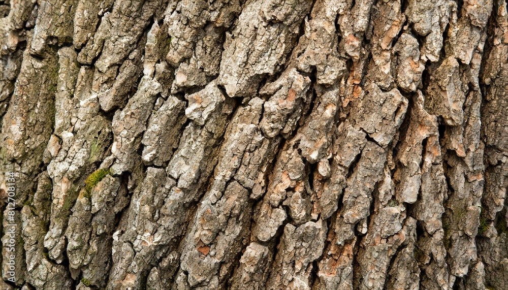 oak bark background texture close up oak bark background texture close up