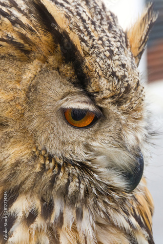 Owl  looking askance