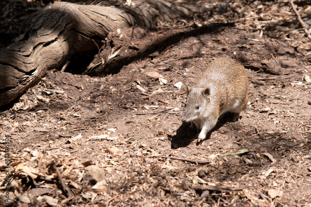 Fototapeta premium Bandicoots are about the size of a rat and have a pointy snout, humped back, thin tail and large hind feet
