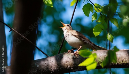 Birds The sweet songbird trills a gentle tune, a melody of joy, a heart in June.