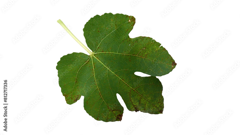 Fototapeta premium Fig leaves with Isolate Leaves on transparent background. Png file.