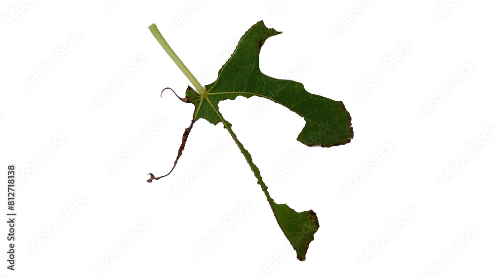 Obraz premium Fig leaves that are eaten by caterpillars with Isolate Leaves on transparent background. Png file.