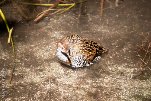 The Buff-banded Rail has a distinctive grey eyebrow and an orange-brown band on its streaked breast. The lores, cheek and hindneck are rich chestnut. photo