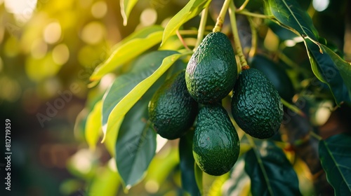 The Versatility of Avocados: Exploring their Role in Everyday Life 