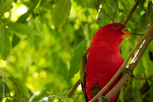 The chattering lory has a red body and a yellow patch on the mantle. The wings and thigh regions are green and the wing coverts are yellow. photo