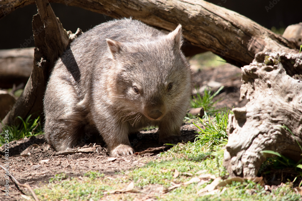 Naklejka premium The Common Wombat has a large nose which is shiny black, much like that of a dog. The ears are relatively small, triangular, and slightly rounded