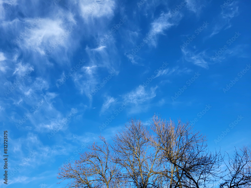 A tree and a blue sky with fluffy feathery clouds A tree and a blue sky with fluffy feathery clouds