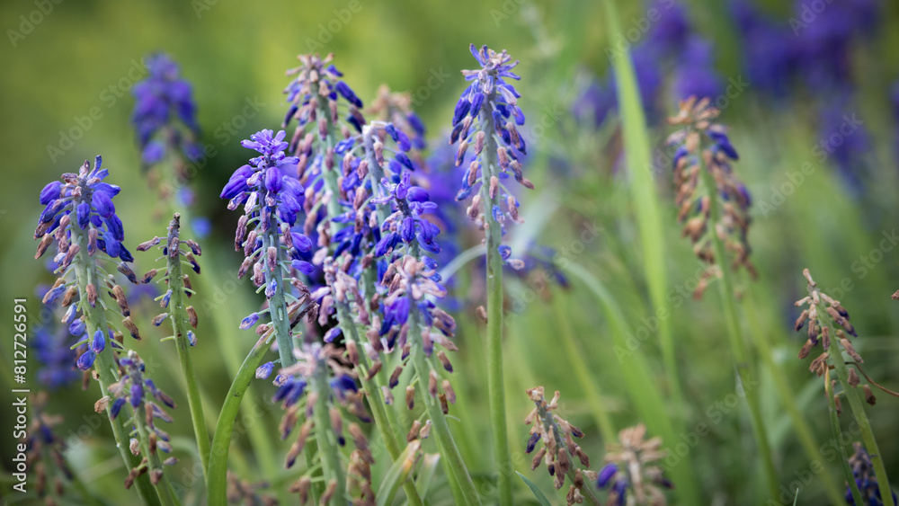 Fototapeta premium lavender flowers in the garden