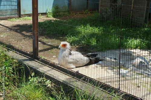 動物園で飼育されているヘビクイワシ photo