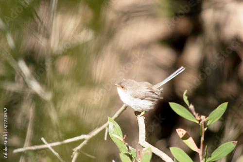 the female fairy wren has a light brown body with a white ches and orange eye surround photo