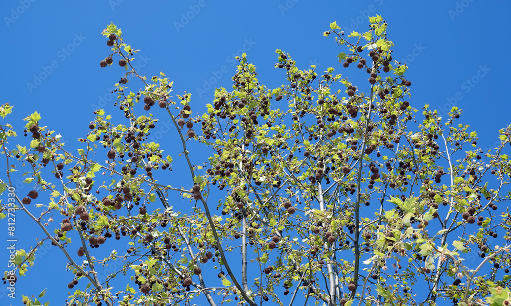 Sycamore tree Sycamore tree
