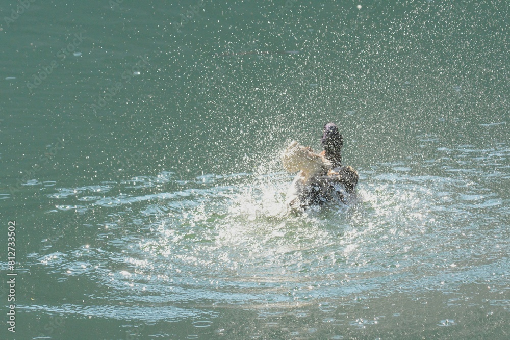 Fototapeta premium germano reale maschio,toeletta