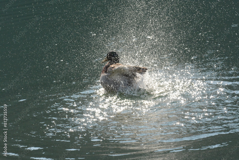 Obraz premium germano reale maschio