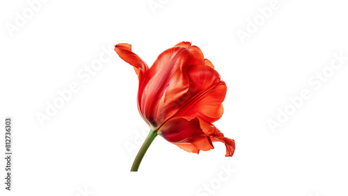 Single red tulip with petals falling off on black background