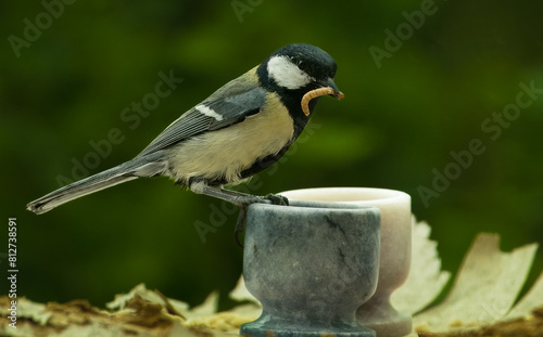 great tit with mealworm