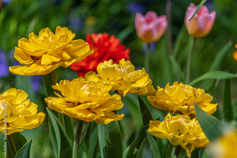 Yellow tulips in the garden at home Yellow tulips in the garden at home