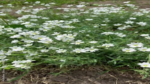 white flowers Cerastium tomentosum (snow-in-summer) photo