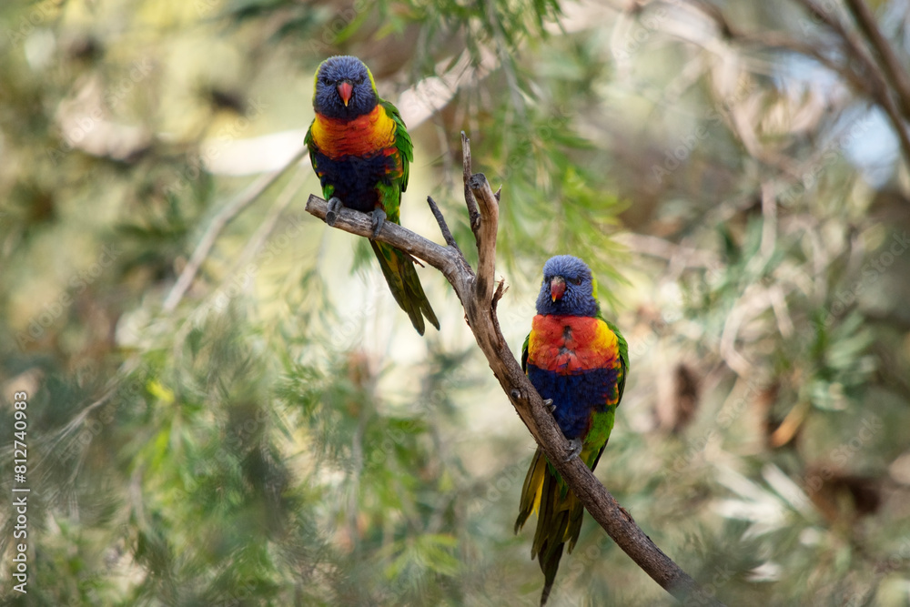 The rainbow lorikeet has a bright yellow-orange/red breast, a mostly violet-blue throat and a yellow-green collar. The rainbow lorikeet has a bright yellow-orange/red breast, a mostly violet-blue throat and a yellow-green collar.
