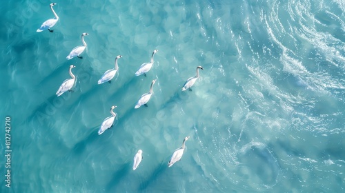 Captivating aerial view of swans swimming on serene light blue water.