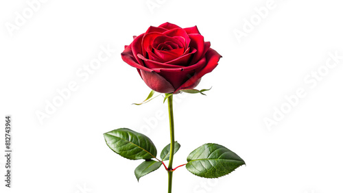 Single red rose long stem vertical stand pose isolated on transparent background 
