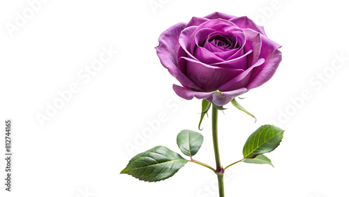 Single purple rose long stem vertical stand pose isolated on transparent background 