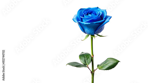 Single blue rose long stem vertical stand pose isolated on transparent background  photo