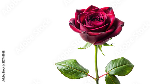Single burgundy rose long stem vertical stand pose isolated on transparent background 