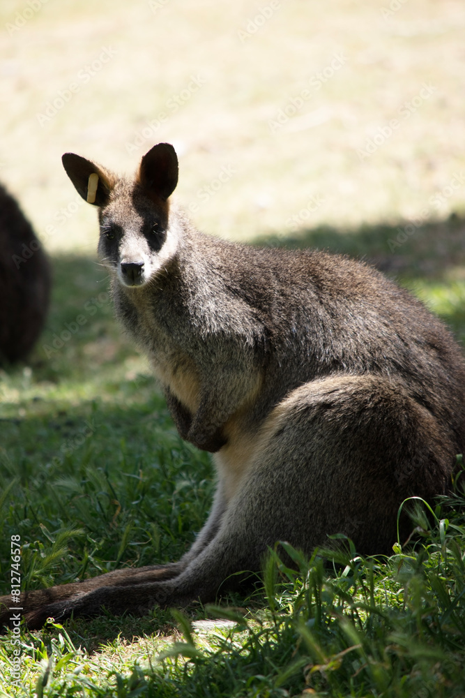 Naklejka premium The swamp wallaby has dark brown fur, often with lighter rusty patches on the belly, chest and base of the ears.