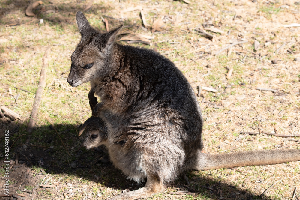 The tammar wallaby has dark greyish upperparts with a paler underside and rufous-coloured sides and limbs. The tammar wallaby has white stripes on its face. The tammar wallaby has dark greyish upperparts with a paler underside and rufous-coloured sides and limbs. The tammar wallaby has white stripes on its face.