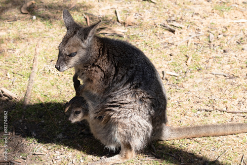 The tammar wallaby has dark greyish upperparts with a paler underside and rufous-coloured sides and limbs. The tammar wallaby has white stripes on its face. photo