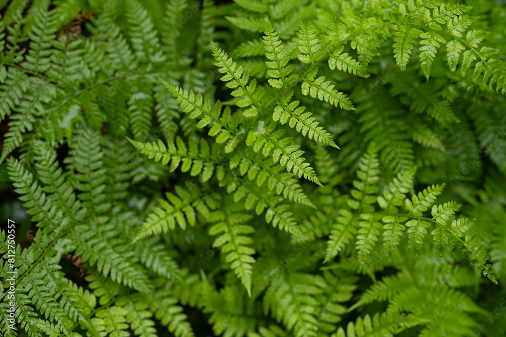 Obraz premium 고사리잎