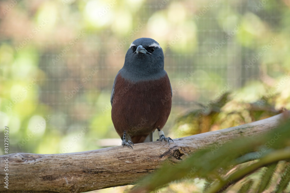 The white browed woodswallow is a grey bird with a dark grey face and white eyebrow The white browed woodswallow is a grey bird with a dark grey face and white eyebrow
