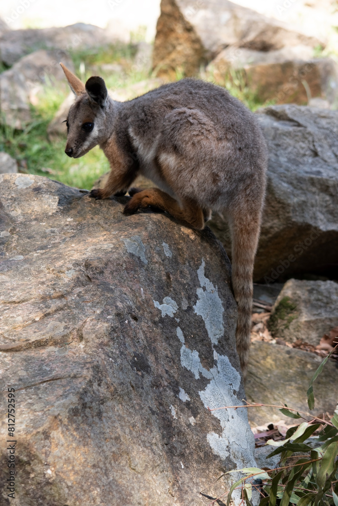 The Yellow-footed Rock-wallaby is brightly coloured with a white cheek stripe and orange ears. It is fawn-grey above with a white side-stripe, and a brown and white hip-stripe. The Yellow-footed Rock-wallaby is brightly coloured with a white cheek stripe and orange ears. It is fawn-grey above with a white side-stripe, and a brown and white hip-stripe.