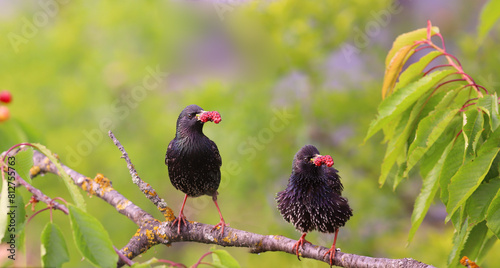 A pair of starlings with gifts for chicks among the green leaves on a branch....