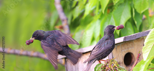 A pair of starlings near the birdhouse in line to feed the chicks...