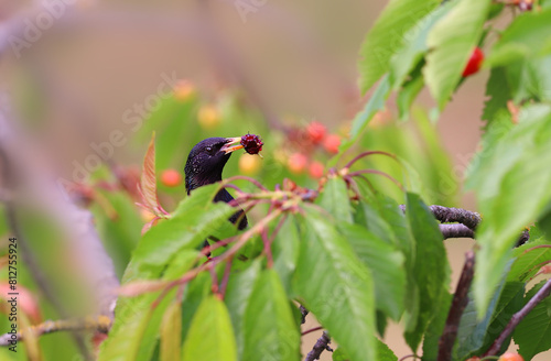 A starling's head suddenly appeared from the dense foliage of a cherry tree, holding a mulberry fruit in its beak.