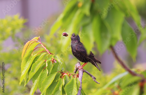 A starling with prey in its beak, hiding among the leaves..