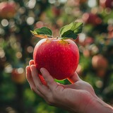 A close-up of a person's hand holding a freshly picked apple, with a blurred background of an orchard.