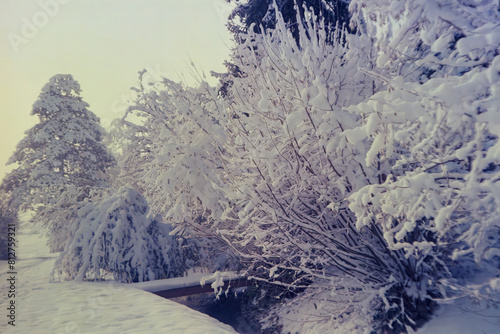 Trees in the Swiss Alps under an heavy snowfall, shot with analogue colour film technique