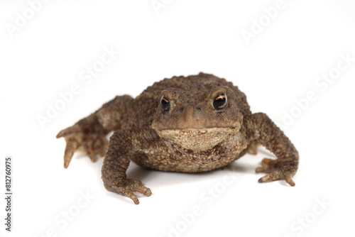 Toad isolated on white background.