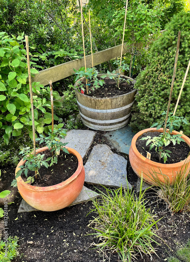 Gartentipp: ein halbiertes Weinfass und zwei Tontöpfe mit jungen Tomatenpflanzen - Es ist ratsam Tomaten erst nach den Eisheilgen einzupflanzen. Ansonsten ist die Gefahr des Erfrierens zu groß. Gartentipp: ein halbiertes Weinfass und zwei Tontöpfe mit jungen Tomatenpflanzen - Es ist ratsam Tomaten erst nach den Eisheilgen einzupflanzen. Ansonsten ist die Gefahr des Erfrierens zu groß.