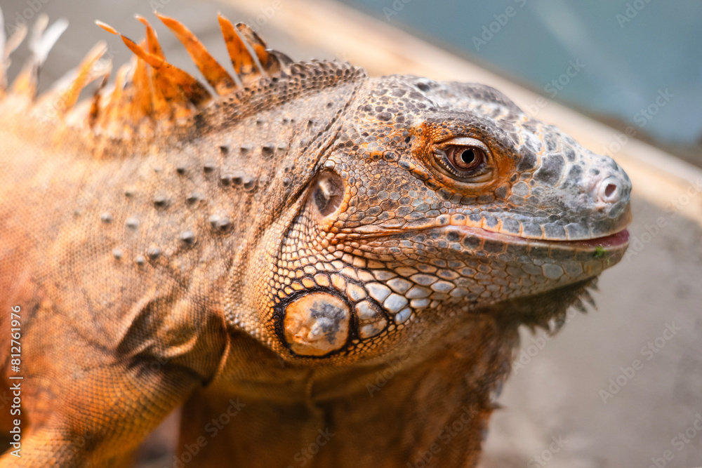 Obraz premium Green Iguana (Iguana Iguana) close up portrait