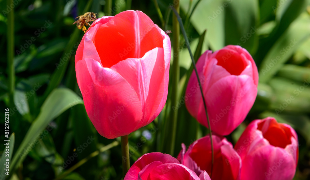Fototapeta premium fiori di un bel giardino