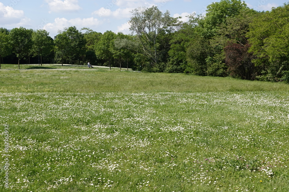 Obraz premium 花咲く緑の公園