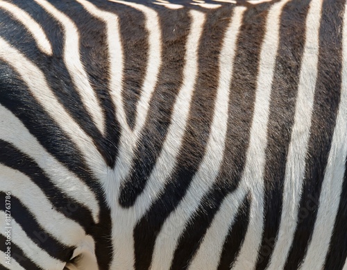 zebra fur hair texture close up