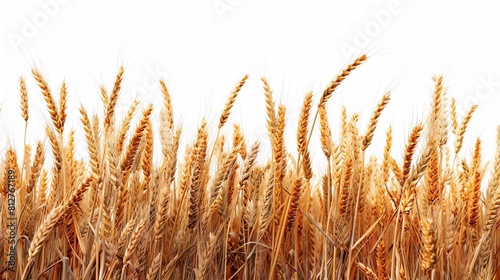 Bountiful Harvest of Golden Wheat with Sharp Detail and Contrast, Perfect for Agriculture and Farming Concepts