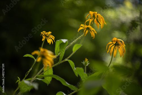 검은눈천인국 photo