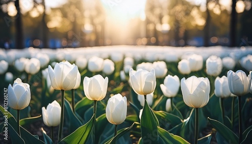 white tulips photo