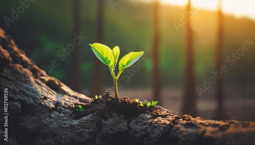 a strong seedling growing in the old center dead tree concept of support building a future focus on new life with seedling growing sprout new life growth future concept wide banner photo
